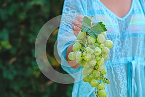 Farmers Hands with Freshly Harvested white grapes. Farmer Hands Picking Grape.