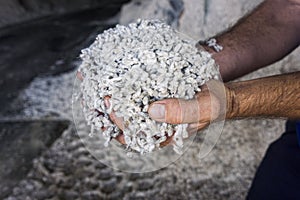 Farmers hands holding cotton seed