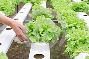 Farmers hands holding fresh vegetables see root in hydroponic garden during morning time food.Growing plants vegetables salad farm