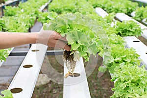 Farmers hands holding fresh vegetables see root in hydroponic garden during morning time food.Growing plants vegetables salad farm