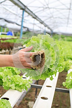 Farmers hands holding fresh vegetables see root in hydroponic garden during morning time food.Growing plants vegetables salad farm