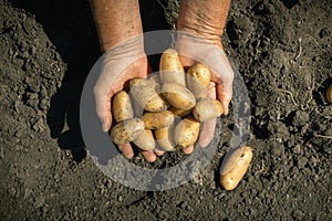 Farmers hands holding freshly dug potatoes with a shovel on a farm. Organic potatoes concept. Baby potatoes in the soil.