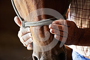 Farmers hands on horse photo