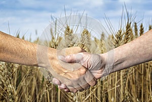 Farmers handshake over the wheat crop