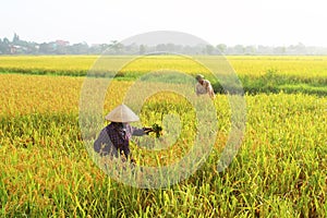Farmers harvest rice in a field