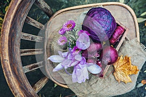 Farmers harvest various vegetables in late summer in an organic garden. Healthy, sustainable food. The concept of vegetables of th