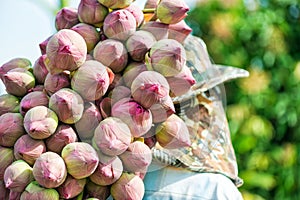 Farmers harvested lotus flower bud collecting