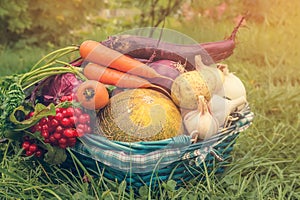 Farmers harvested a variety of vegetables in late summer in the organic garden. Healthy, sustainable food. Autumn. Copy