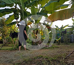 Farmers are harvesting bananas for sale at the market.