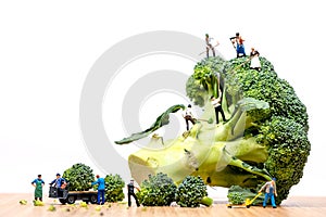 Farmers harvesting broccoli crown and loading truck