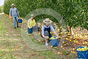 Farmers harvesting bruised apples