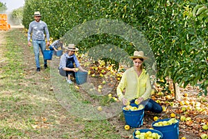 Farmers harvesting bruised apples