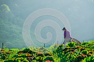 Farmers harvesting on cabbage field with mountain background, No