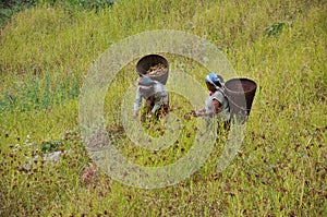 Farmers Harvesting Millet