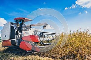 Farmers harvesting organic paddy rice with the combine tractor