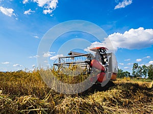 Farmers harvesting organic paddy rice with the combine tractor