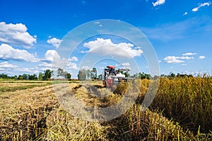 Farmers harvesting organic paddy rice with the combine tractor