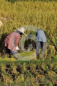 Farmers are harvesting Organic rice Thai jasmine rice in field the favorite meal of Thailand. The famous agriculture product
