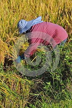 Farmers are harvesting Organic rice Thai jasmine rice in field the favorite meal of Thailand. The famous agriculture product