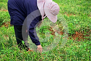 Farmers Harvesting organically green shallots.