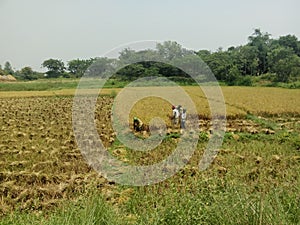 Farmers Harvesting Paddy in Paddy Field, The Picture of Harvesting a Rice Field, Beautiful Village Photography.