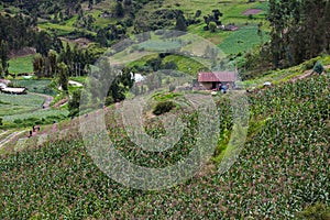 Farmers harvesting potatoes on farmland in the Department of BoyacÃÂ¡ in Colombia photo