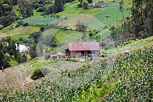 Farmers harvesting potatoes on farmland in the Department of BoyacÃÂ¡ in Colombia photo