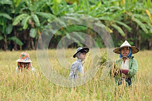 Farmers harvesting rice