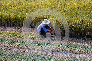 Farmers are harvesting rice.