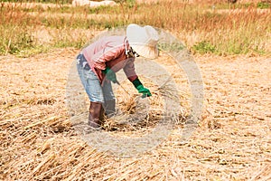 The farmers harvesting rice