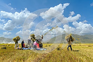 Farmers harvesting rice in Binh Thuan province, Vietnam.