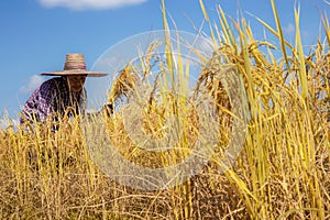 Farmers harvesting rice on field