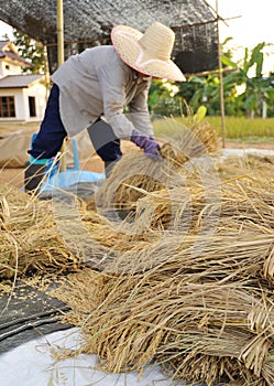 Farmers harvesting in rice field Thailand