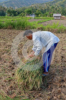 Farmers harvesting rice field. Threshing rice, Farmer manual rice harvest. An elderly Balinese man ties a sheaf
