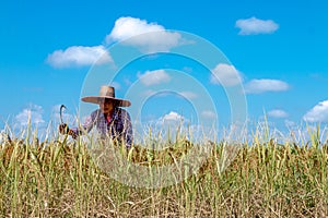 Farmers harvesting rice in the fields In the season of harvesting.