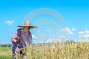 Farmers harvesting rice in the fields In the season of harvesting.