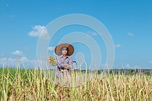 Farmers harvesting rice in the fields In the season of harvesting.