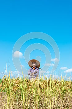 Farmers harvesting rice in the fields In the season of harvesting