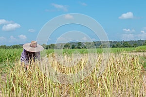 Farmers harvesting rice in the fields In the season of harvesting