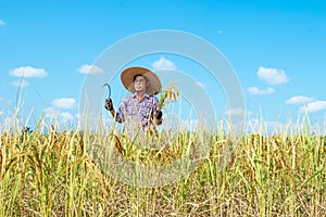 Farmers harvesting rice in the fields In the season of harvesting.