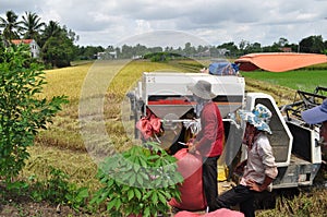 Farmers are harvesting rice in the golden field in spring, in western Vietnam September 2014