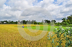 Farmers are harvesting rice in the golden field in spring, in western Vietnam September 2014