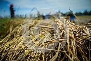 Farmers are harvesting rice in local