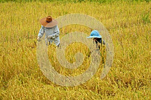 Farmers Harvesting Rice Plants by Hand, Northern Region of Thailand