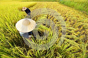 Farmers harvesting rice in rice field