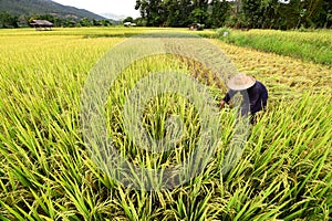 Farmers harvesting rice in rice field