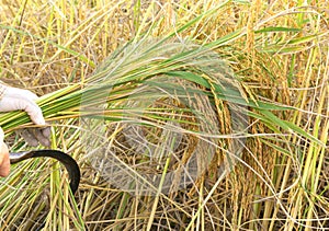 Farmers harvesting rice in rice field in Thailand