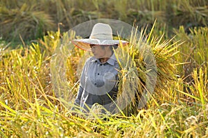 Farmers harvesting rice in rice field Thailand