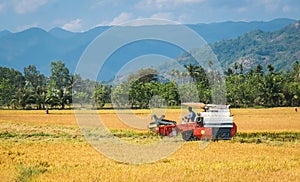 Farmers harvesting rice in rice field in Vietnam. Local farmer in Vietnam working in the field