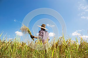 Farmers are harvesting rice at sunlight